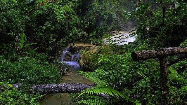 Forest waterfall.
