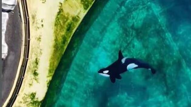 Les images tournées début mai à l’aide d’un drone montrent les deux orques et les dauphins seuls dans des bassins aux bords verts d’algues, au milieu des installations vides et saumâtres des autres animaux déjà transférés.