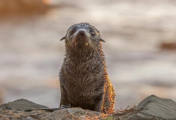 A fur seal pup fresh from a morning swim is lit by golden light from the sunrise in Kaikoura.
