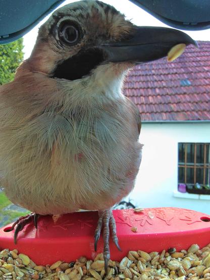 Eichelhäher im Futterhäuschen