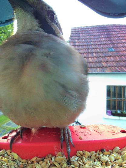 Eichelhäher im Futterhäuschen