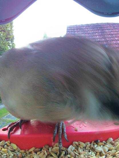 Eichelhäher im Futterhäuschen