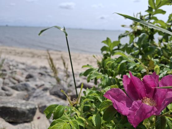 Eine pinke Heckenrose rechts im Vordergrund vor ihrem grünen Laub. Links nach hinten versetzt und verschwommen Steine, ein Sandstrand und das Meer.