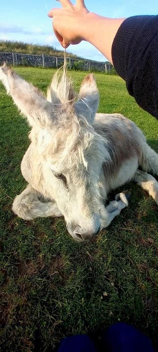 Une photo de Gourmand allongé, je lui fais une petite coiffure sympa.