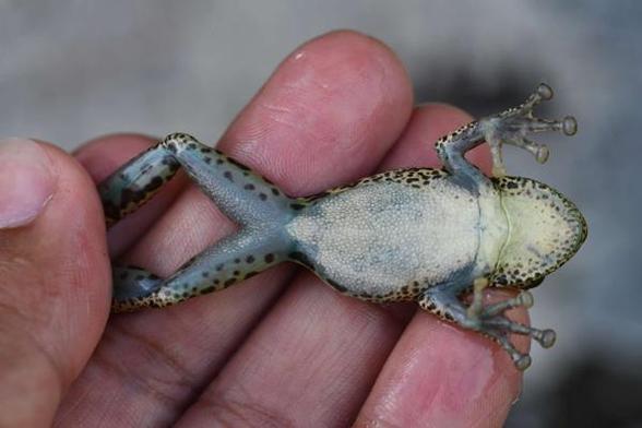 A frog lying on its back on human fingers, held in place at its hind legs by the human's thumb. The frog is holding out its hands spread out as if surrendering to the authorities. It has spotted flanks but a milky white belly and grayish legs.