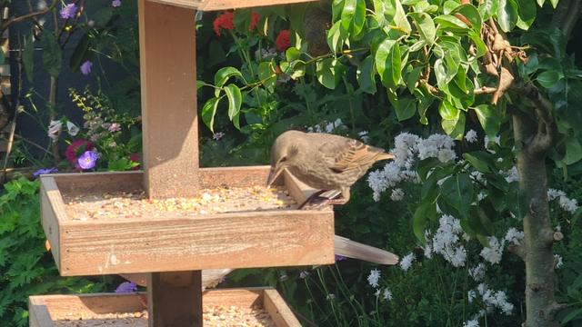 Young starling standing on the corner of the wooden seed tray positioned side on looking to the left. The light shows off the almost orange lower wing feathers.

At this age they look more like a sparrow or other little brown 'job' apart from the very smooth head and longer sharp beak.