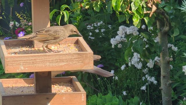 Young starling standing on a wooden seed tray positioned side on looking to the right. 

At this age they look more like a sparrow or other little brown 'job'