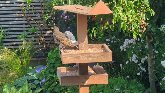 Young starling standing on the upper box of a wooden bird feeder. Photograph taken from behind. 

The head of a wood pigeon behind that's standing on the lower box. 

The background is the corner of the garden in shades of green. The back of the garden faces the south west and is lit by the morning sun coming over the house.