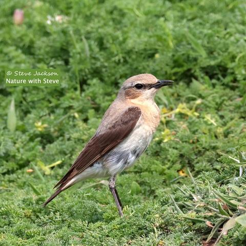 Photo of a female Northern Wheatear, a species of songbird, standing in a fairly erect posture in an area of low vegetation (mainly Mayweed which is not yet in flower). The bird is facing towards the right. Her beak and her eye are black, with a thick, blackish stripe running between them and extending, in a thinner line, for a short distance behind the eye. The top of her head, and her back, are a pale brownish-grey, and the wing feathers are a dark brownish-black. Her cheek is brown, her throat whitish, her chest light brown, and her belly white. Her legs are dark grey (as are her feet, but in this image they are hidden in the vegetation).