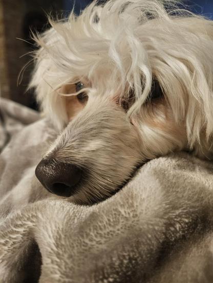 Small white dog laying on a soft blanket, watching the front door which is out of view.