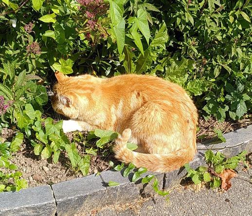 Goldgelbe Katze verspeist genüßlich eine Maus.

#catsonmastodon
