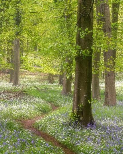 A winding path in a fresh green bluebell forest.