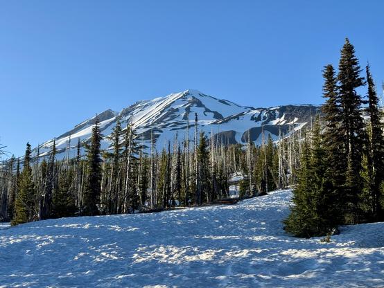 An evening view of Mount Adams from just below tree line. A mix of live green and gray burned subalpine fir are nestled between snow fields. The volcano is mostly covered in white snow with only the sharp exposed ridges showing through. The climbing route ascends a tall white snow field on the right face. Light blue skies.