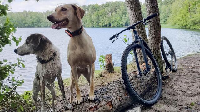Mette, Ylvi und der Roller am See. Der Roller lehnt an einem am Boden liegenden Baumstamm, die Hunde stehen mit den Vorderpfoten darauf links vom Scooter und schauen nach links aus dem Bild. Im Hintergrund ist der See zu sehen, dahinter Wald.