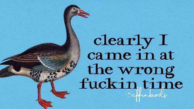 A painting of a bird beside the text "clearly I came in at the wrong fuckin time"