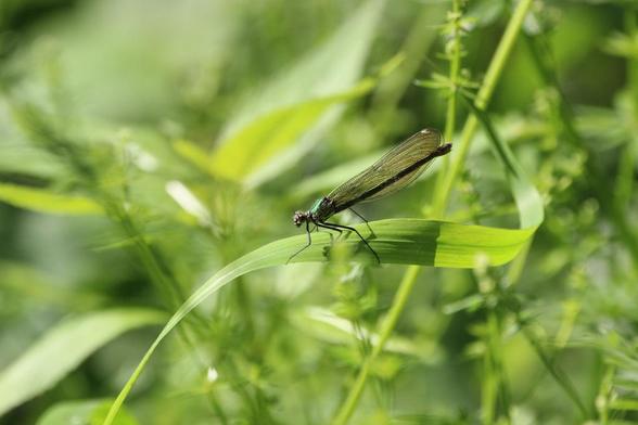 Eine Prachtlibelle sitzt auf einem länglichen, geschwungenen Blatt in grüner Umgebung