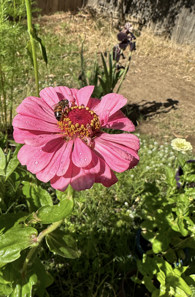 Photo of a honeybee on a bright pink zinnia bloom with yellow and darker pink center. Drops of water from the morning watering are on the flower petals.