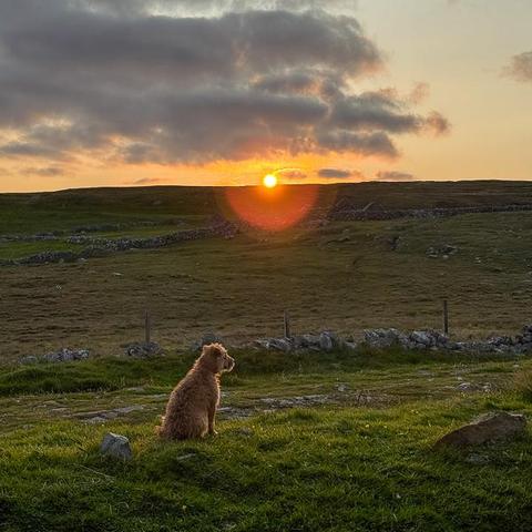 Small dog in sunset