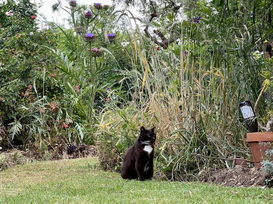 Brown tuxedo cat sitting in a backyard. In the distance a 8ft tall artichoke plant is in full bloom