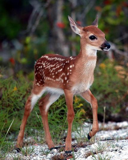 a cute baby deer