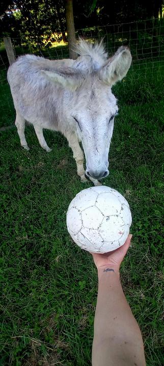Cadeau s'approchant du ballon que j'ai posé sur ma main. Il a ses deux oreilles vers l'avant :)