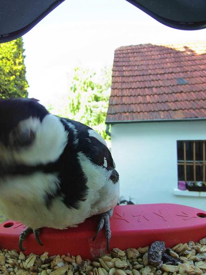 Buntspecht im Futterhäuschen