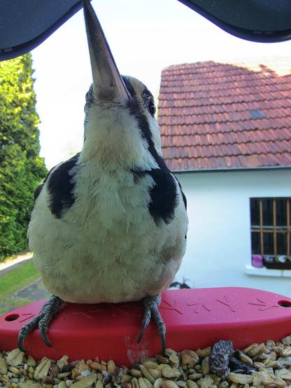 Buntspecht im Futterhäuschen