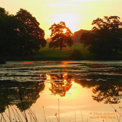 Photo of the view across a lake, with the sun rising behind trees on the far side. The sky is various shades of pink and yellow, and along with sun and the silhouetted trees is reflected on the surface of the lake, parts of which are covered with water lily leaves.