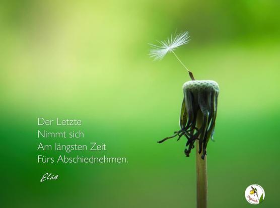 Nahaufnahme einer verblühten Löwenzahnblüte auf der nur noch ein einziges Samenschirmchen sitzt. Dazu der Text: "Der Letzte nimmt sich am längsten Zeit fürs Abschiednehmen." 