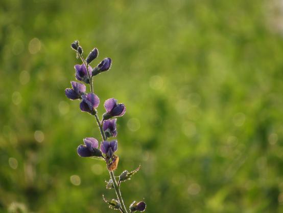 A stem of what I think is Baptisia australis (or Blue Wild Indigo, Wild Blue Indigo, Blue False Indigo), isolated before a field of green. 

"Rising 2-4 ft. high from a woody base, blue wild indigo is a bushy, robust perennial. Flowers are blue-purple and pea-like, congested in dense, upright, terminal spikes, 4-16 in. long. Leaves are divided into three leaflets. In late fall the plant turns silvery-gray, sometimes breaking off at ground level and tumbling about in the wind." 
-Lady Bird Johnson Wildflower Center

