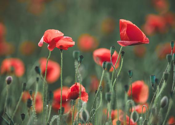 Close-up photo of bright red poppies in full bloom standing tall among unopened buds and green stems, with a soft-focus background of more poppies creating a dreamy, natural field scene. The petals are slightly translucent in the light, adding a delicate texture.

