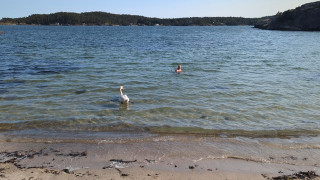 Man submerged at the beach. Sunny weather and with a Swan as company