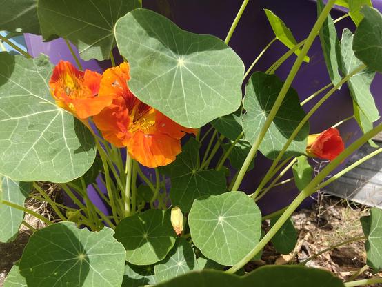 Orange flowers hiding under round green leaves