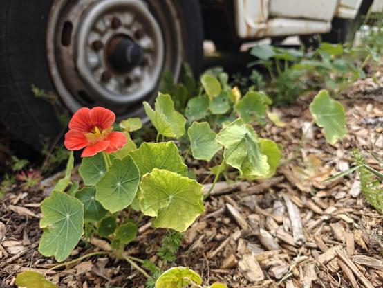 Orange flower poking up beside the wheel of a derelict truck