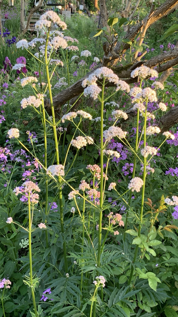Gartenimpression Baldrianblüten Nachtviolen 
