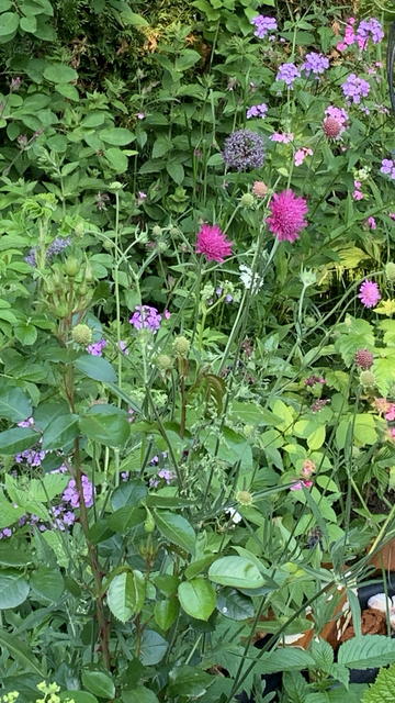Gartenimpression 