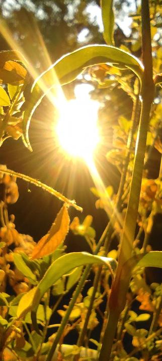 Rayon de soleil intense perçant à travers des feuilles dorées en fin de journée. Une tige fine semble flirter avec la lumière, la caresser, l’enlacer. Ambiance chaude, vibrante, entre tendresse végétale et puissance solaire