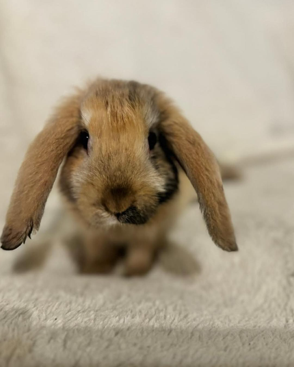 This adorable lop-eared bunny is full of charm with its soft, mottled brown fur and those irresistibly floppy ears! Its curious gaze and tiny nose make it look like it’s ready to hop into your heart. 🐰