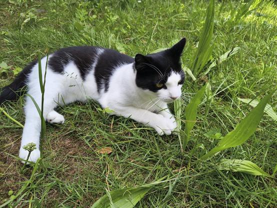 Mica in the grass
