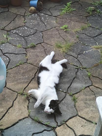 Mica rolling on the catio