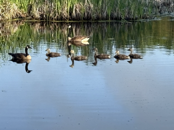Photo of a pair of geese and their goslings. 