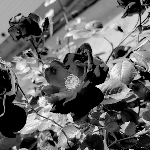 Black and white photo of a flower in full bloom catching the light of the late afternoon sun on its leaves.