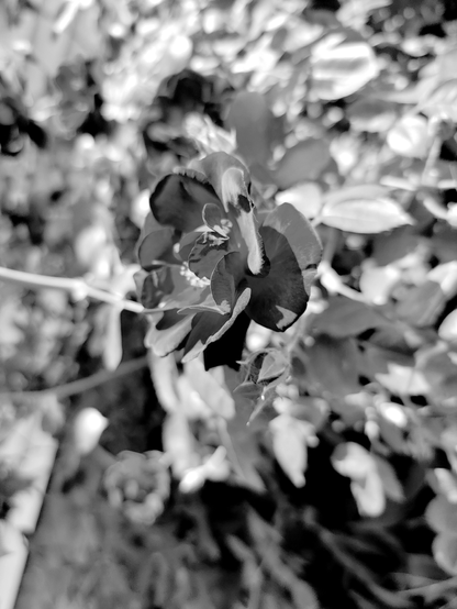 black and white texture photography of a flower blending in with the surrounding leaves.