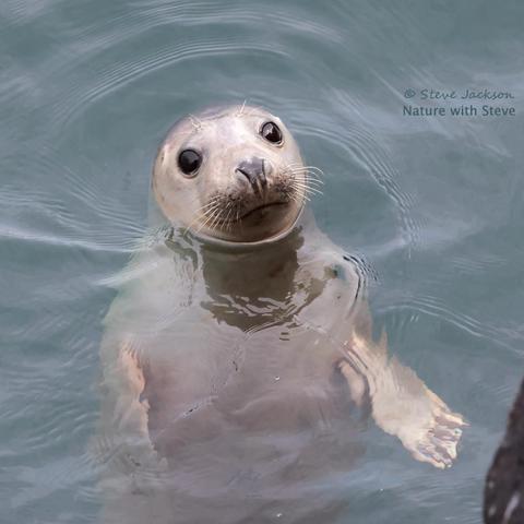 Photo of a Common (or Harbour) Seal in the sea next to Skomer Island. The animal is in a vertical position in the water, with his or her head above the surface. The head is round, with a relatively short muzzle bearing a dozen or so thick, white whiskers on each side. More whiskers (shorter in length and just two or three in number) can be seen above each of the large, black eyes. Below the water the top half of the seal’s body can be seen, with a flipper on each side. The skin is largely grey in colour with hints of pink or brown in places; it is darker on the nose and on the top of the head, and paler on the undersides of the flippers. At the bottom right corner of the image is a dark shape – a rocky projection at the bottom of the cliff.