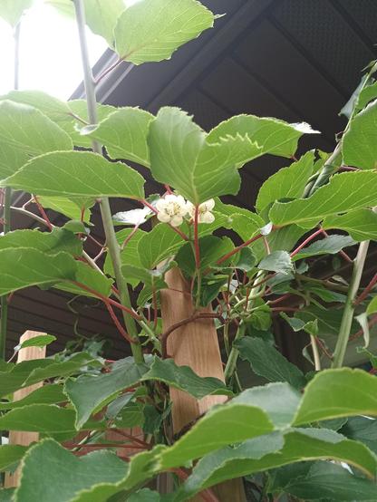 Photo of a lush green kiwi plant with 2 litter white blossoms