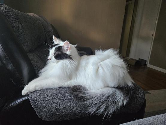 A persian mix sphynx-ing on the arm of a couch lazily looking out of a window