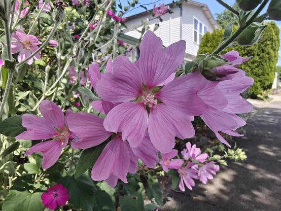 Pink tree mallow flowers with heart shaped petals