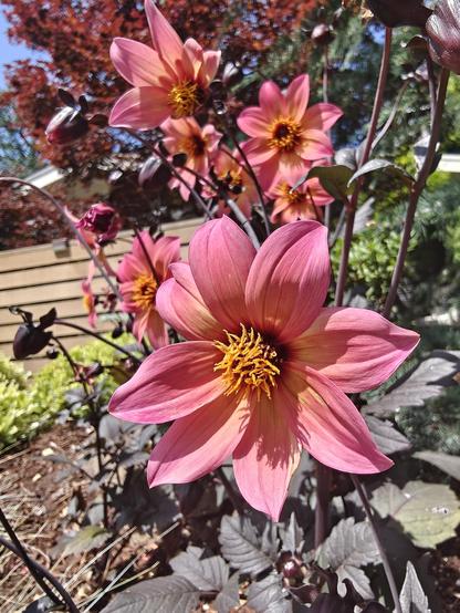 Pink dahlias with star shaped orange-pink petals, and purple-green leaves. Maybe "Mystic Fantasy" varietal