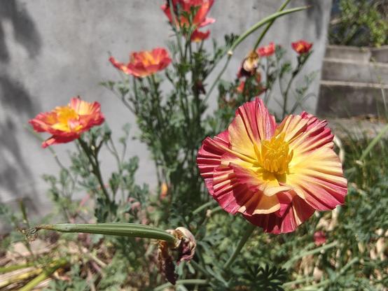 California poppy with ribbed red-orange petals. Maybe a "cherry swirl" varietal
