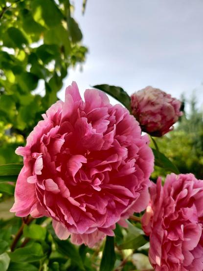 A big poofy pink peony. High contrast in the petal striations really makes the blossoms pop.